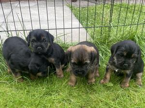 Puppies @4 weeks