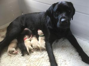 Ruby and her babies