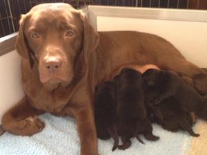 Jilly and her babies