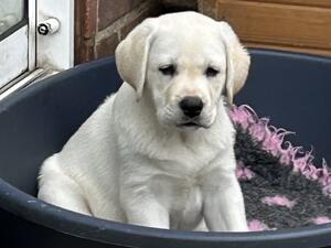 Gorgeous chunky dog