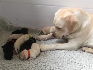 Holly and her babies