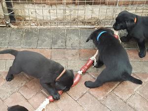 Puppies at play