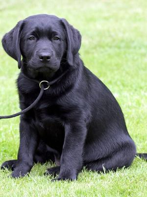 Polly as a puppy