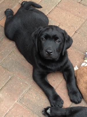 Polly pup from previous litter