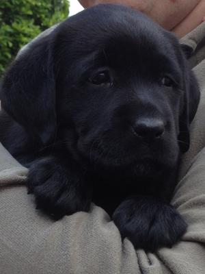 Bitch puppy