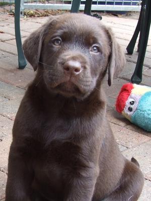 Dog puppy