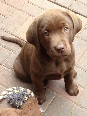 Polly pup from previous litter