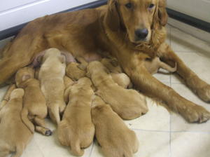 Linnet with the puppies