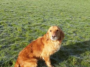 Tess