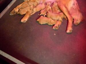 Ally with her puppies