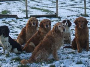 Copleybent gun dogs