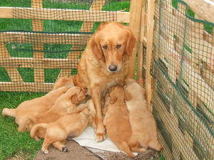 Rocket with her last litter