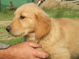 A dog puppy from the last litter aged 10 weeks.
