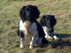 sweep and pip his mother