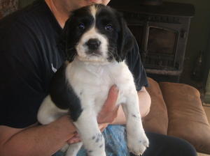 puppy