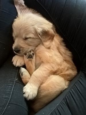 relaxed puppy