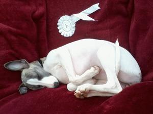 Showing is Tiring -15 Weeks Old