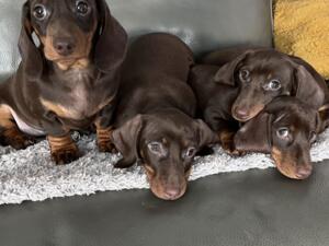New litter