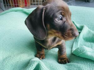 Mistletoe boy number 2