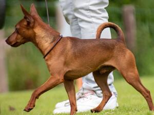 Sire of the litter