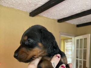 Black male puppy