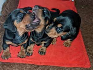 The male puppy is in the middle of the 2 females