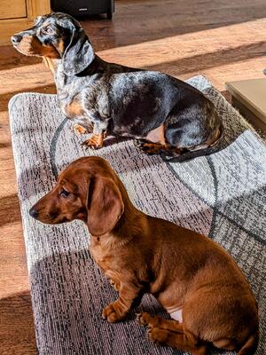 Pebbles & her daughter maple