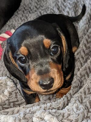 We have a male available . Otto at 3 weeks old