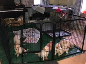 The gang at 4 weeks