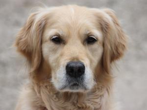 Molly