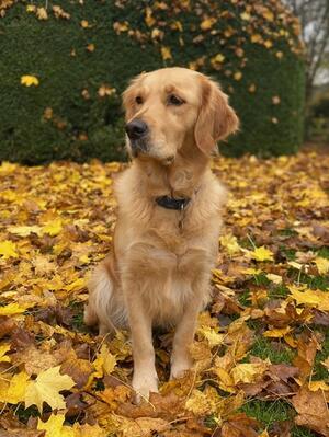 Rather majestic Tink