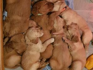 Puppy pile