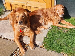 Lazing in the sun