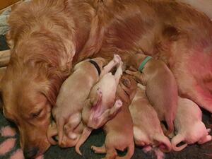 Bella and her beautiful pups