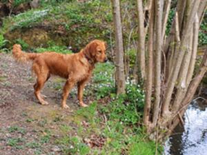 Bella on her favourite walk