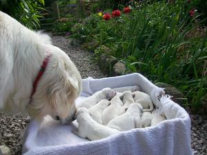 pups first taste of fresh air