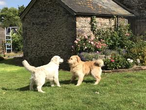 Trix and Buddy