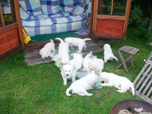 Previous Pups - fun in the garden, 7 weeks old