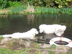 Leo and Trix taking a dip!