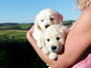 Previous Pups enjoying the sunshine