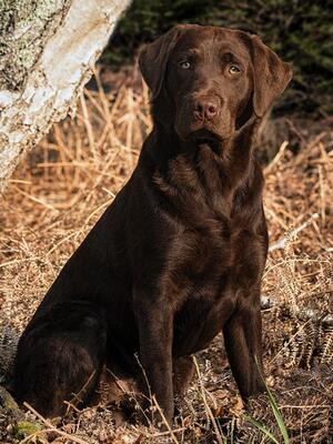 posting in the bracken