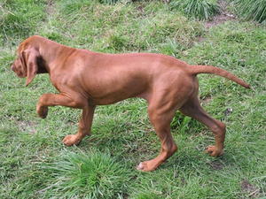 Rusti showing her pointing skills at 4 m