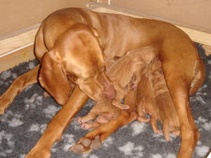 Loki's Litter