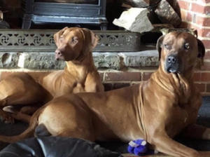 Alexia The Black Prince & Amber Rainbow Westkamp