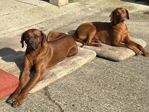 Amber Rainbow & son, Rupert