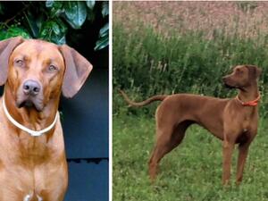 Beautiful athletic Dam & her livernose brother.