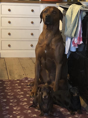 Rudi