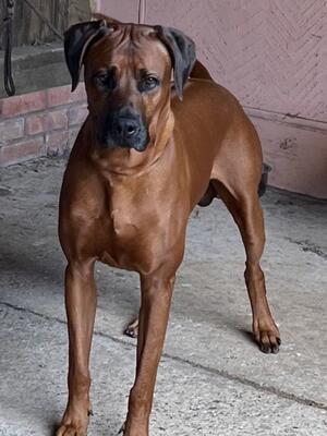 Trendsetter Ryder the sire