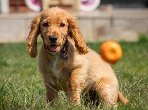 Golden Delicious Girl