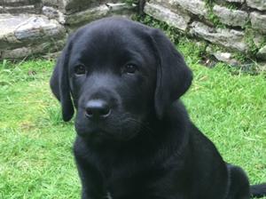previous pup